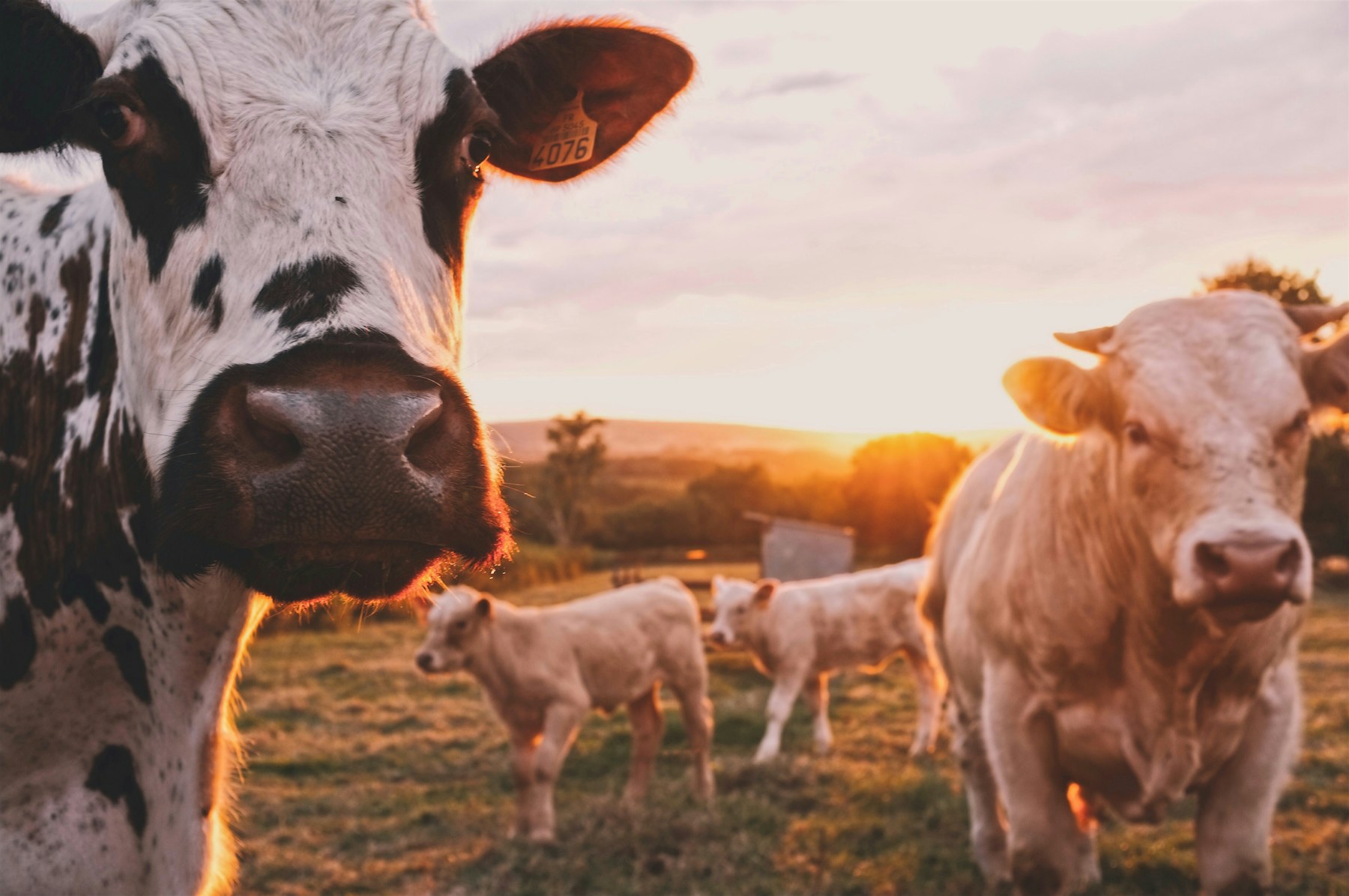 Cattle grazing in a pasture at golden hour