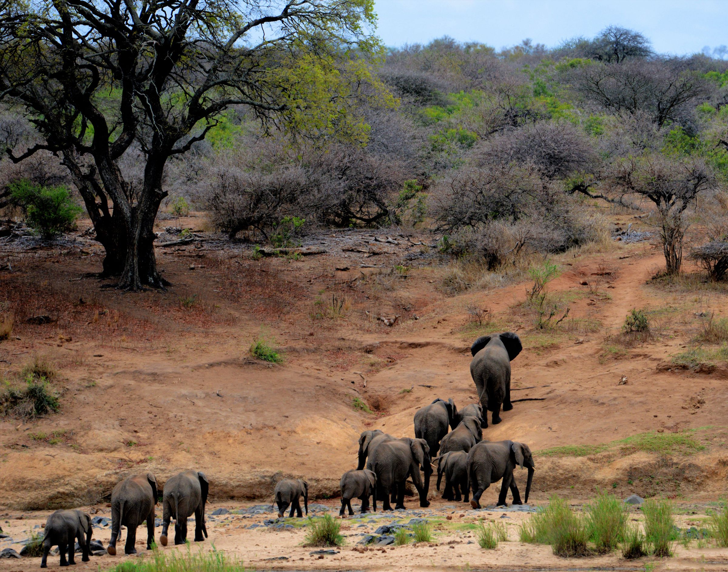 Elephant herd walking through the bushveld