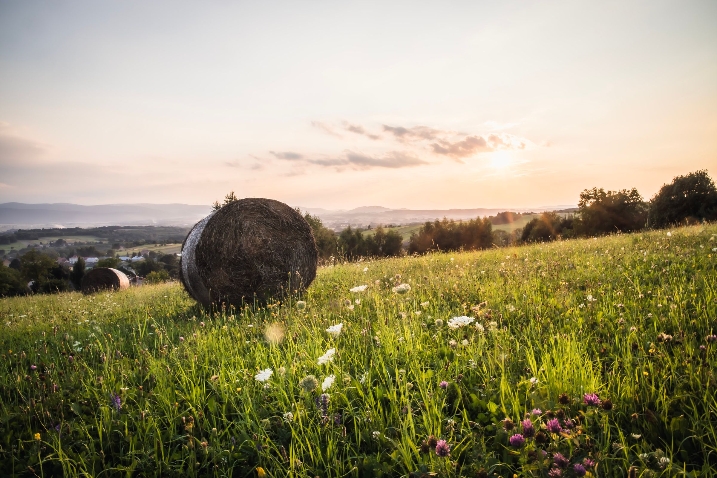 Round hay bales in a harvested field at sunset